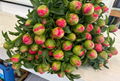 Enhanced peony photograph